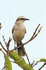 Chalk-browed Mockingbird